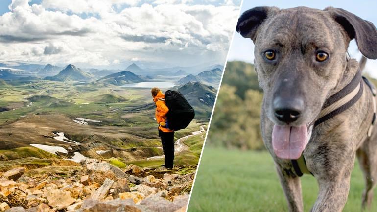 WhiteFireDesign's tweet image. Raising funds to support the BathCats&amp;amp;Dogs Home by hiking 45miles in 2 days #icelandchallenge it’s going tobe tough!
tinyurl.com/yclmhwta