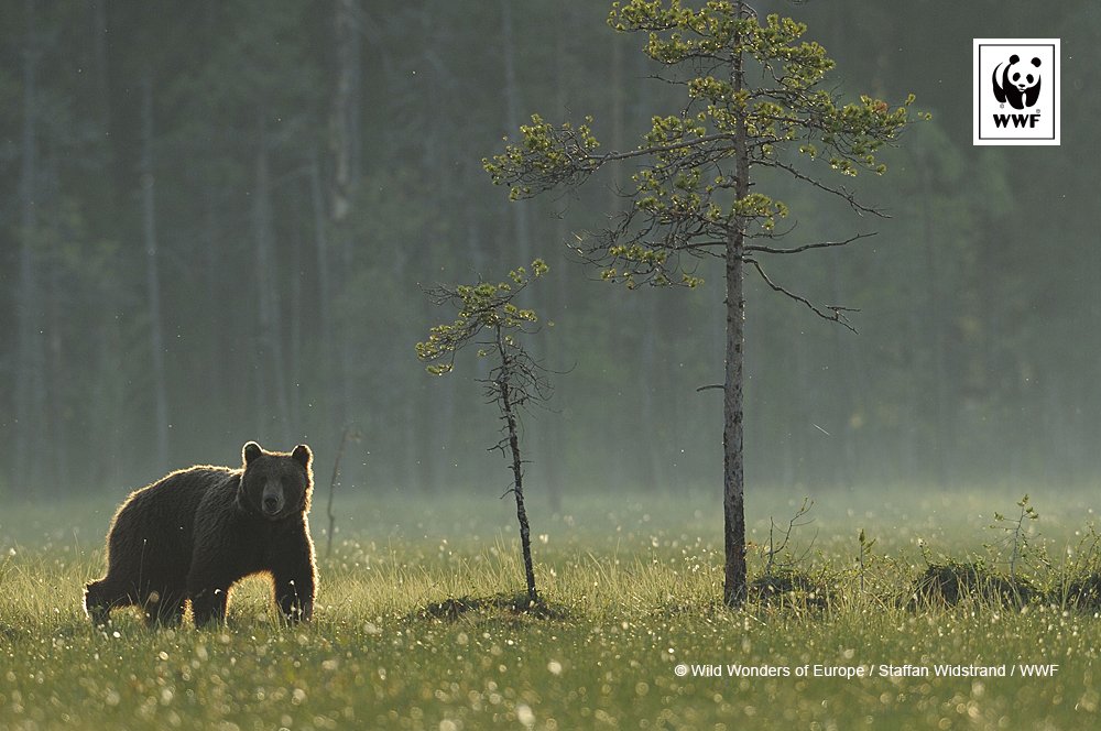 Suomalainen luonto on ainutlaatuinen ja upea. Saamme olla ylpeitä siitä. Hyvää Suomen luonnon päivää! #luonnonpäivät