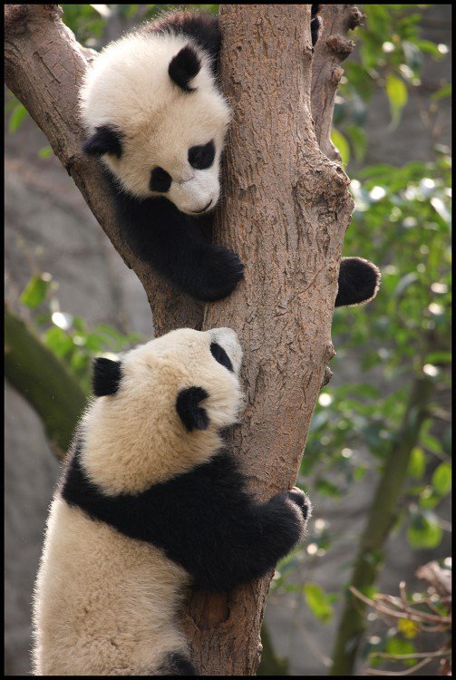 FunnyChengdu on Twitter: FunnyChengdu on Twitter: