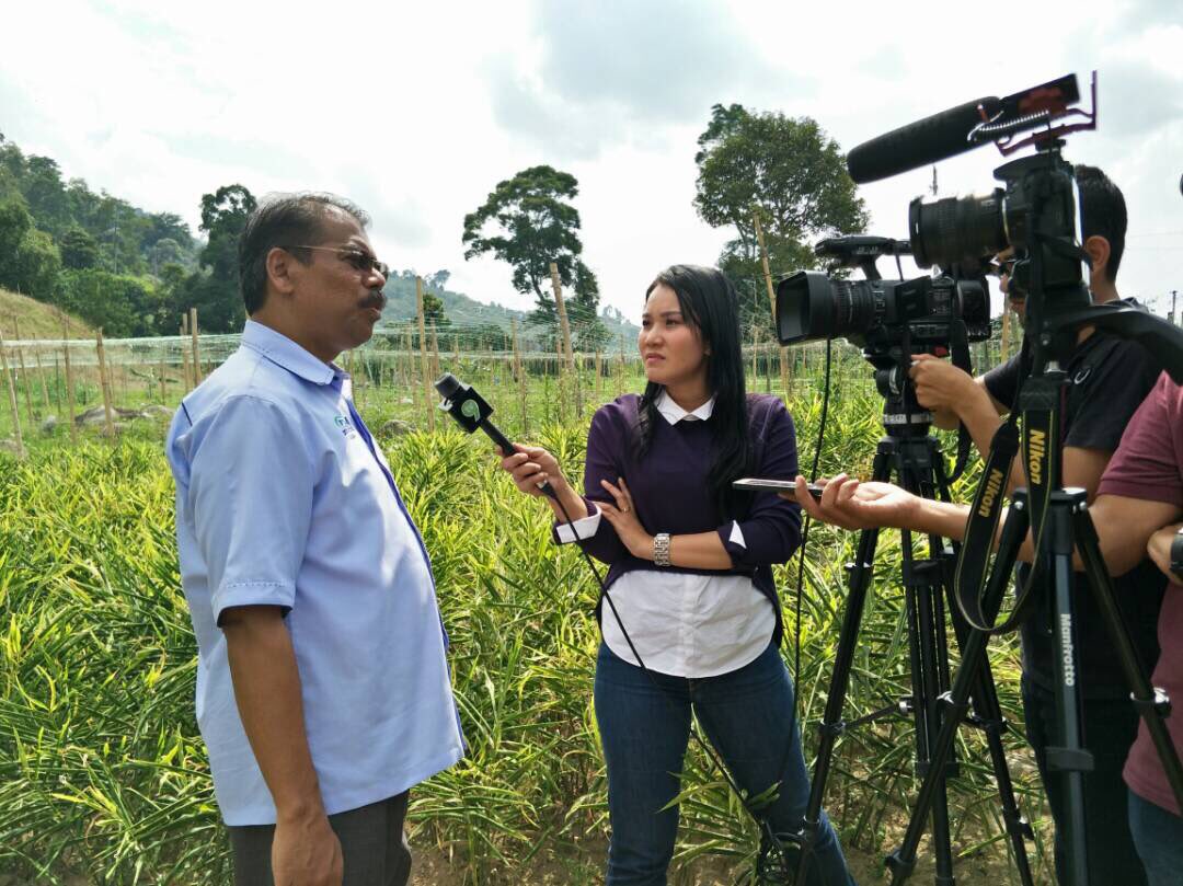 jabarsm's tweet photo. Tanaman Halia Bentong memang untong! https://t.co/2EBnRGx7zu