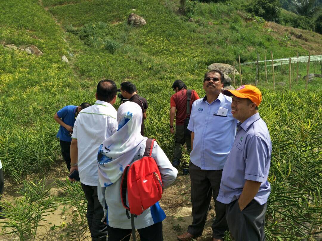 jabarsm's tweet photo. Tanaman Halia Bentong memang untong! https://t.co/2EBnRGx7zu