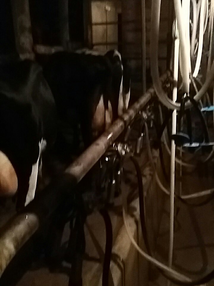 <a href="/DiarioRural610/">Diario Rural</a> <a href="/HoracioJaume/">Horacio Jaume</a> <a href="/fmarguery/">Fernando Marguery</a> llueve con mucha tormenta helectrica por radial Juan lacaze, pero el tambo no para,ni en feriado