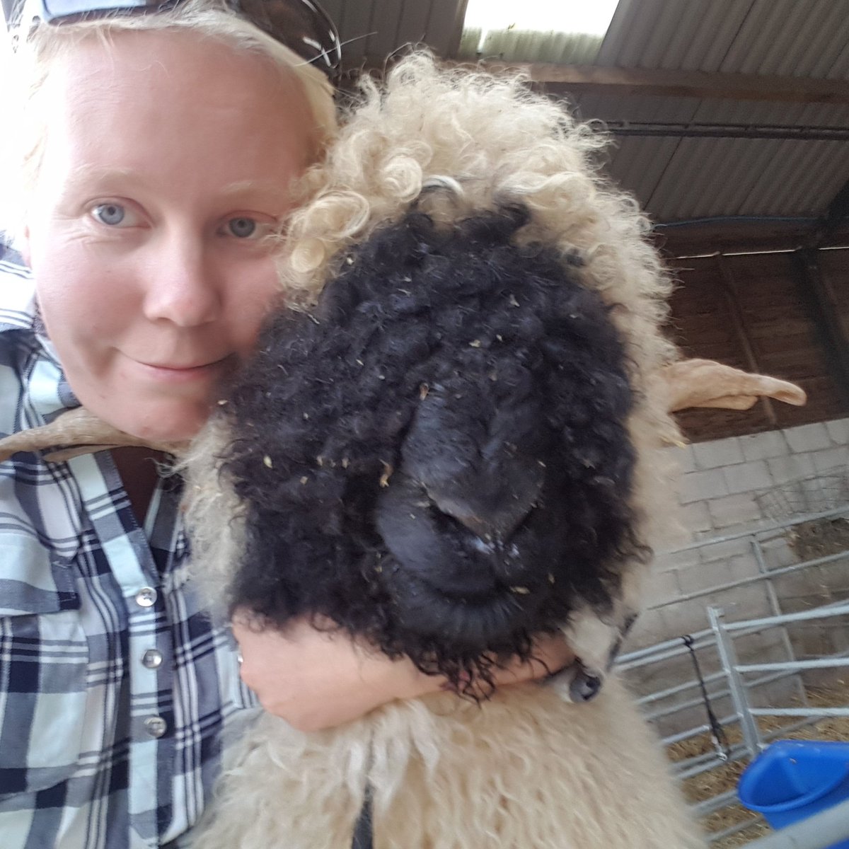 MoorViewAlpacas's tweet photo. My nugget #vbns #cornwall #sheeps #womeninfarming https://t.co/mLrmqpj4wZ