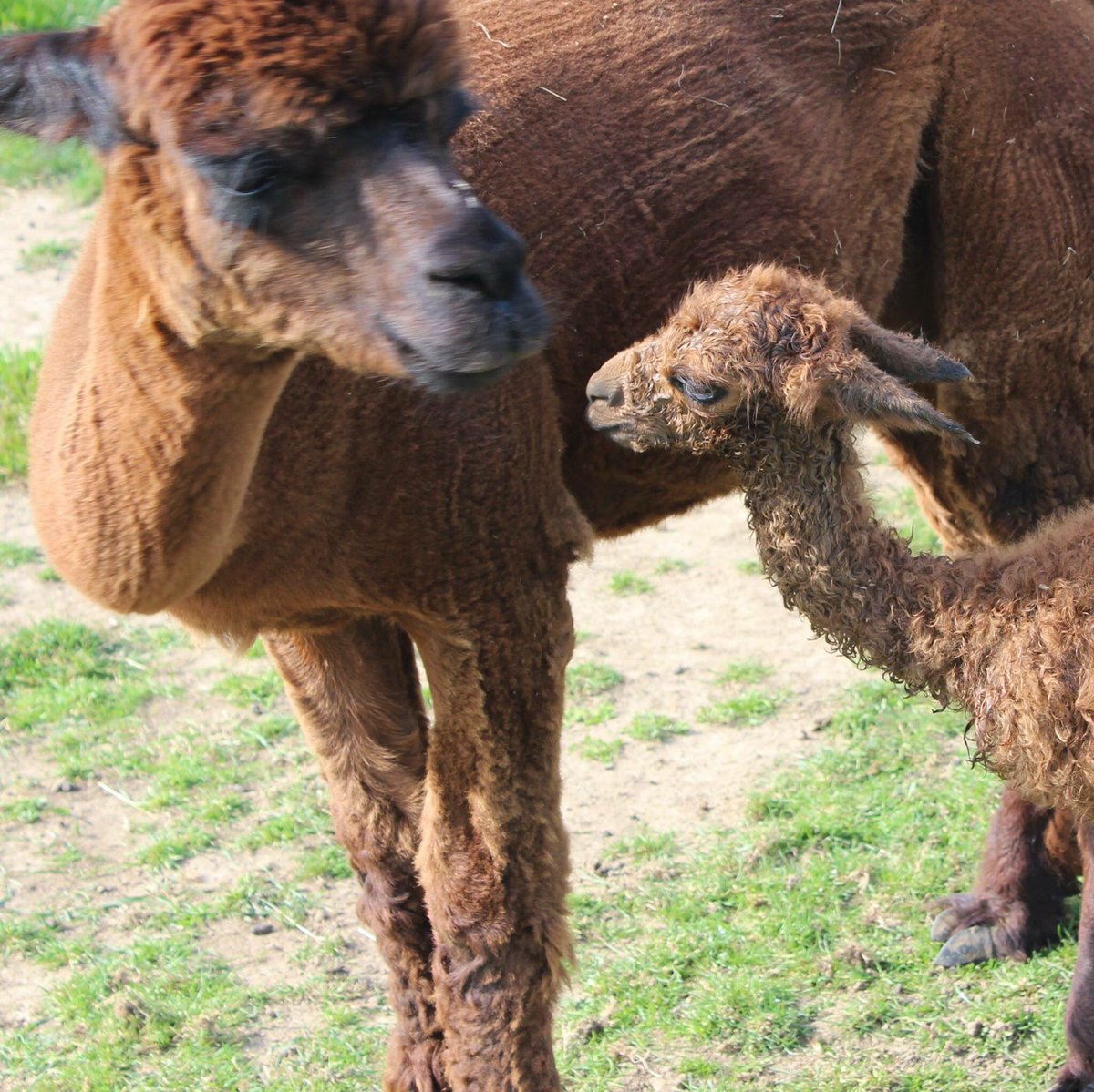 FordBarns's tweet photo. We are pleased to welcome Cria (baby alpaca) number 2 Pepsi! #FordBarns https://t.co/b5GovYMjk4