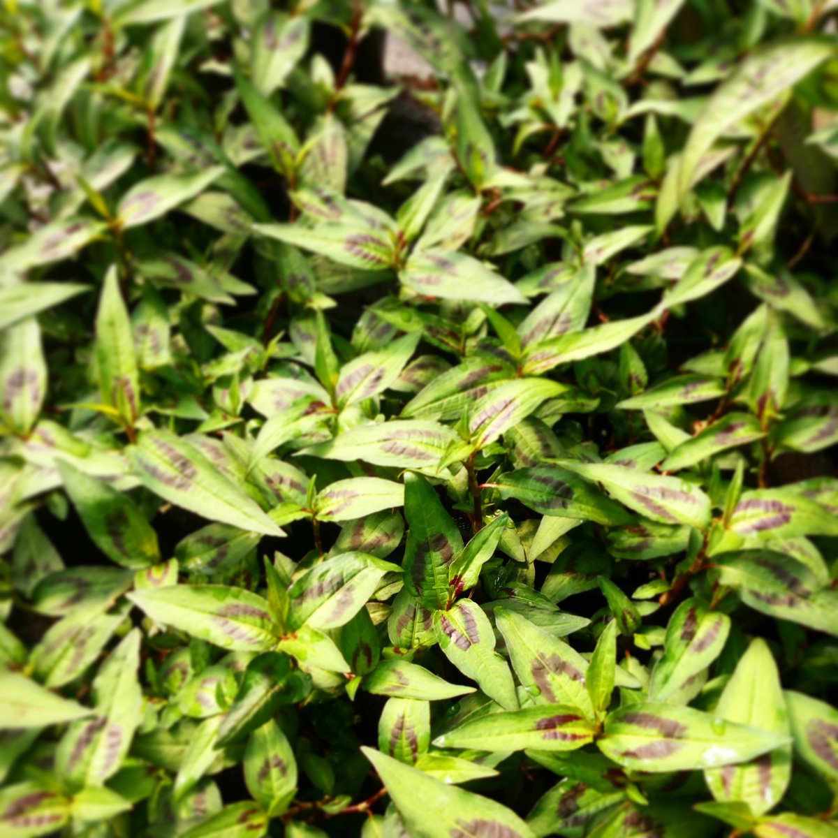 HillsideHerbs's tweet photo. Everything from #vietnamesecoriander to #strawberry #mint. All lovingly grown by us using #naturalmethods @altrinchammkt this #weekend https://t.co/yeS0Ess4Hq