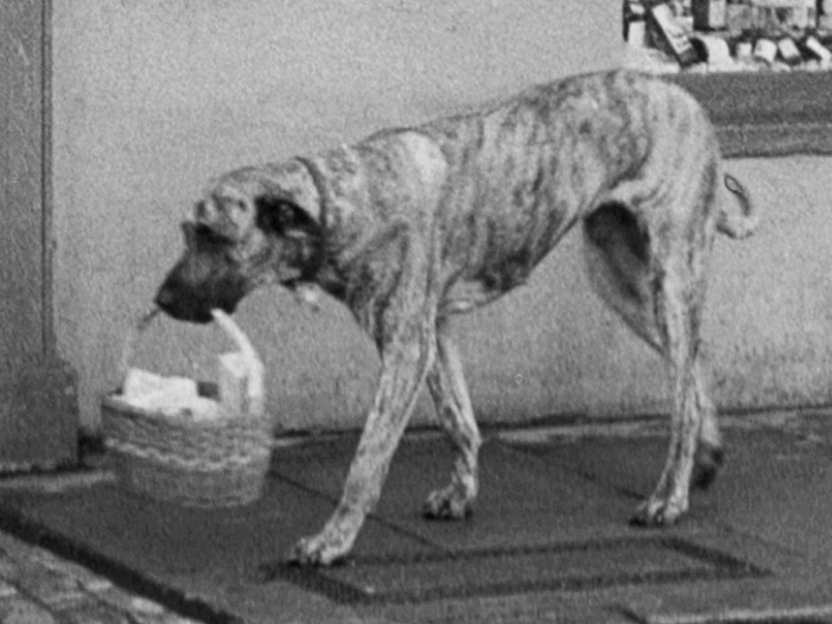 A different kind of dog basket. Juno the dog fetches the grocery