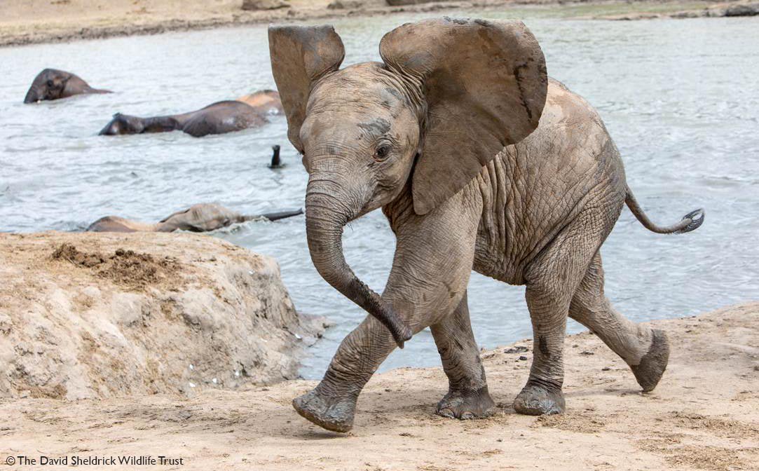 SheldrickTrust tweet picture