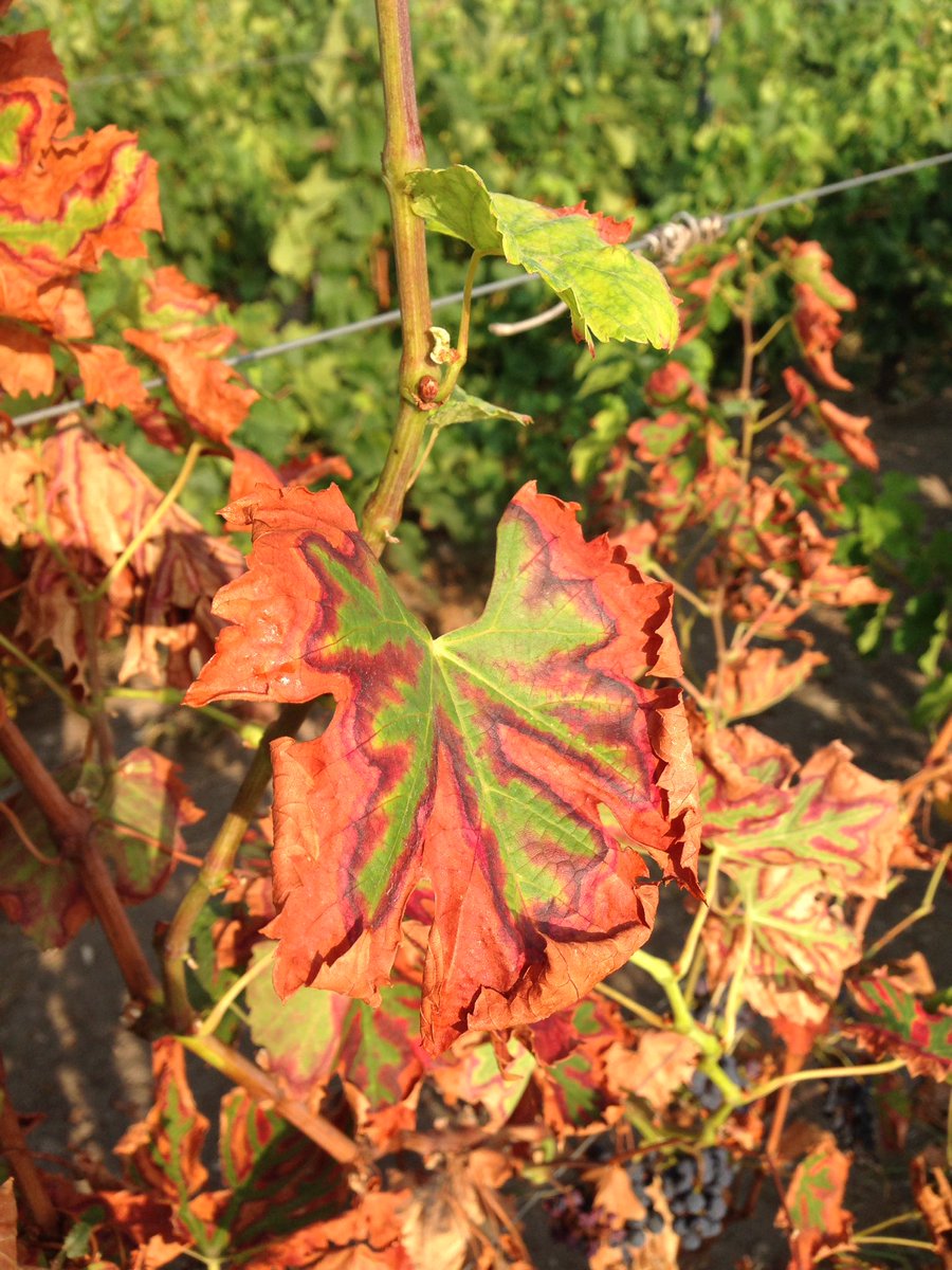 ldeliere's tweet photo. 7 ans plantation #Esca fait une triste apparition sur #Merlot sur le dispositif #ResIntBio @Dephy_Ecophyto @PlanDepVignoble https://t.co/zVBrP9bIfm