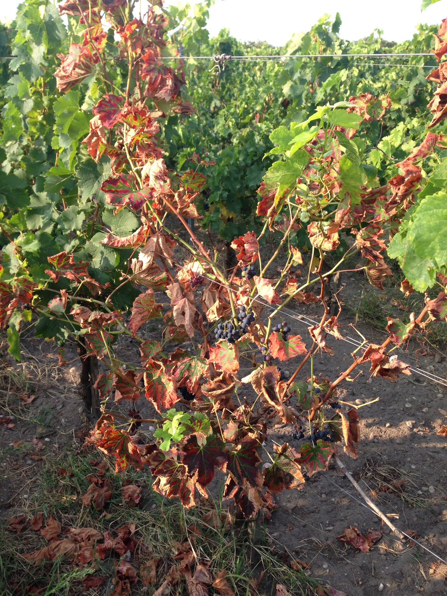 ldeliere's tweet photo. 7 ans plantation #Esca fait une triste apparition sur #Merlot sur le dispositif #ResIntBio @Dephy_Ecophyto @PlanDepVignoble https://t.co/zVBrP9bIfm