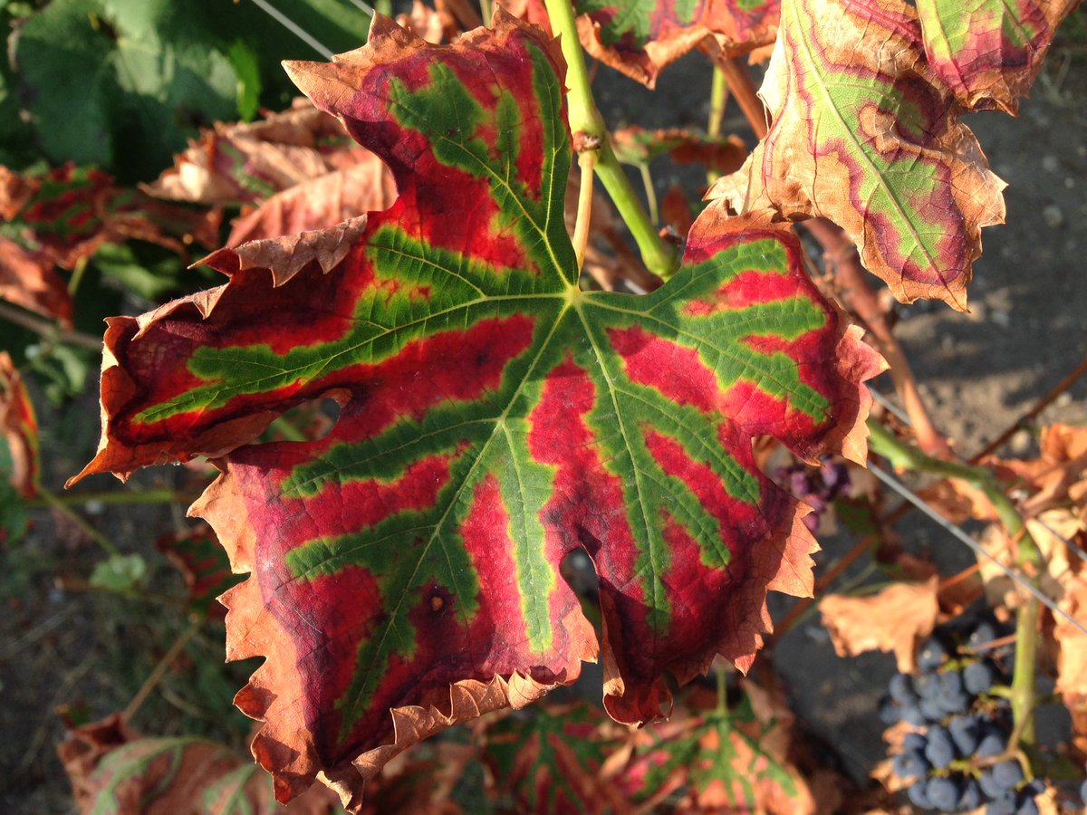 ldeliere's tweet photo. 7 ans plantation #Esca fait une triste apparition sur #Merlot sur le dispositif #ResIntBio @Dephy_Ecophyto @PlanDepVignoble https://t.co/zVBrP9bIfm