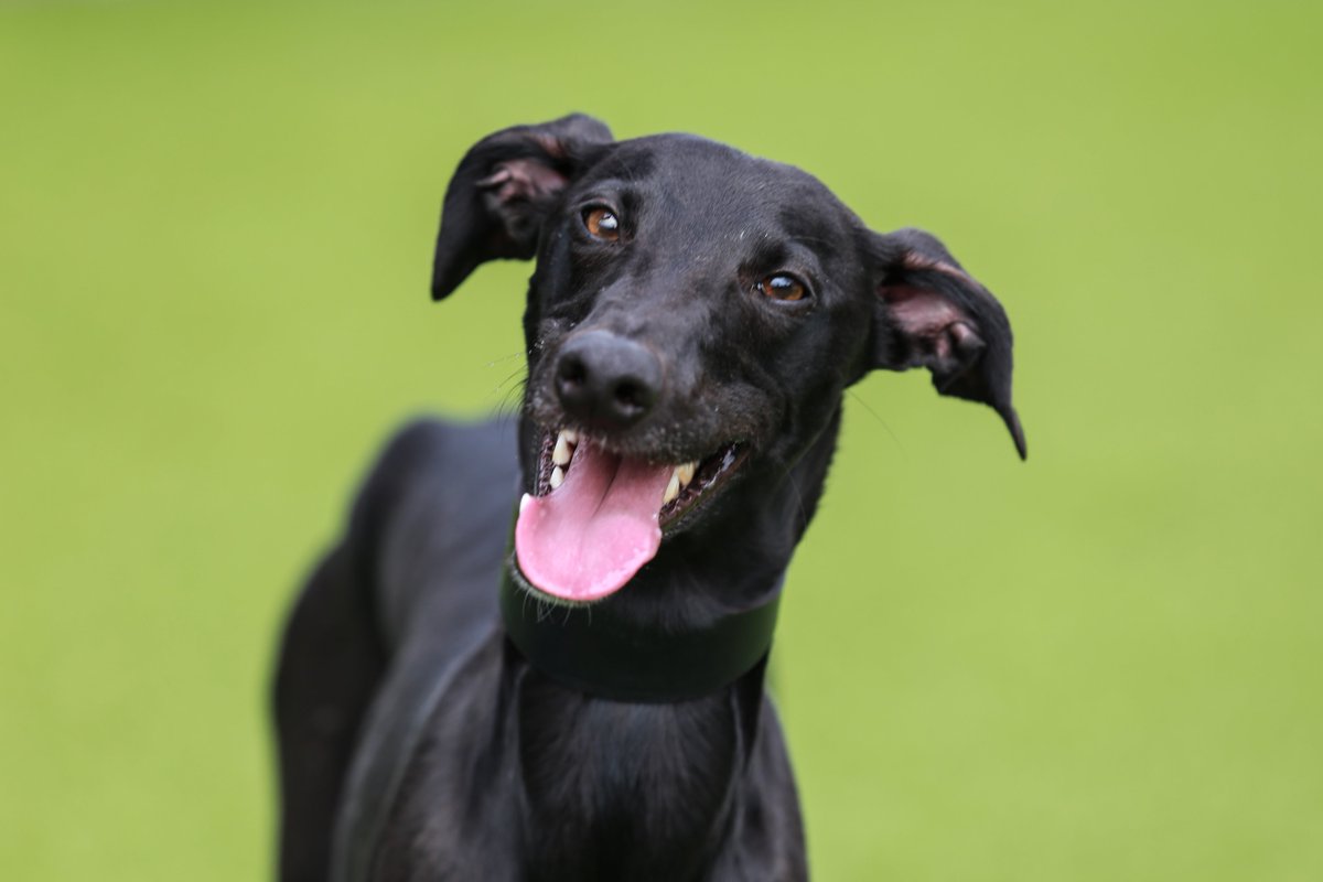 Battersea_Press's tweet photo. Who's excited for #NationalDogDay tomorrow? Neo certainly is - look at that #Smile! Find out more about Neo https://t.co/LflGN7Boz3 https://t.co/pJw2kekU7u