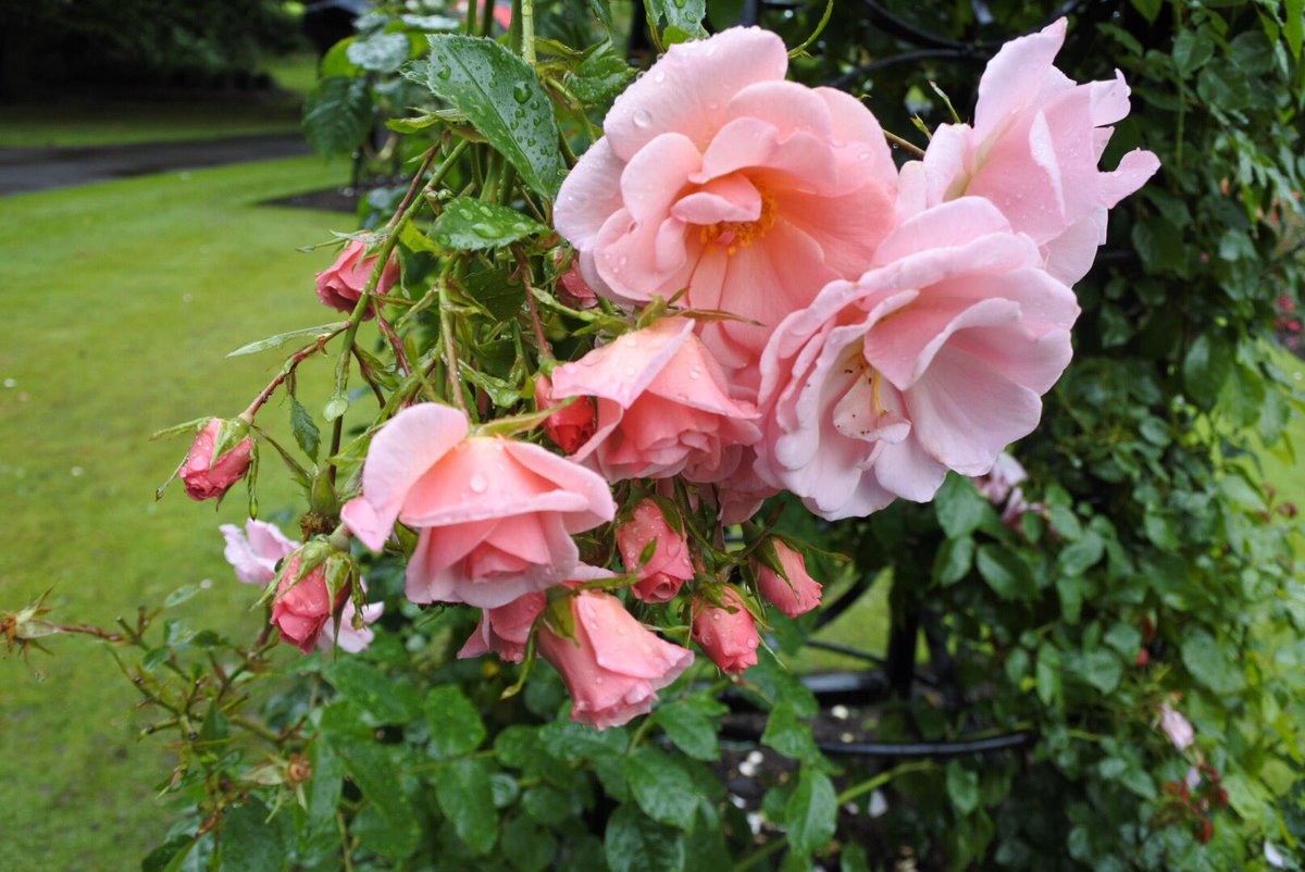 ingridroughead's tweet photo. Great to be at the #InternationalRoseTrials in #Tollcross @KSBScotland @GlasgowCC https://t.co/4tA7uUARLd