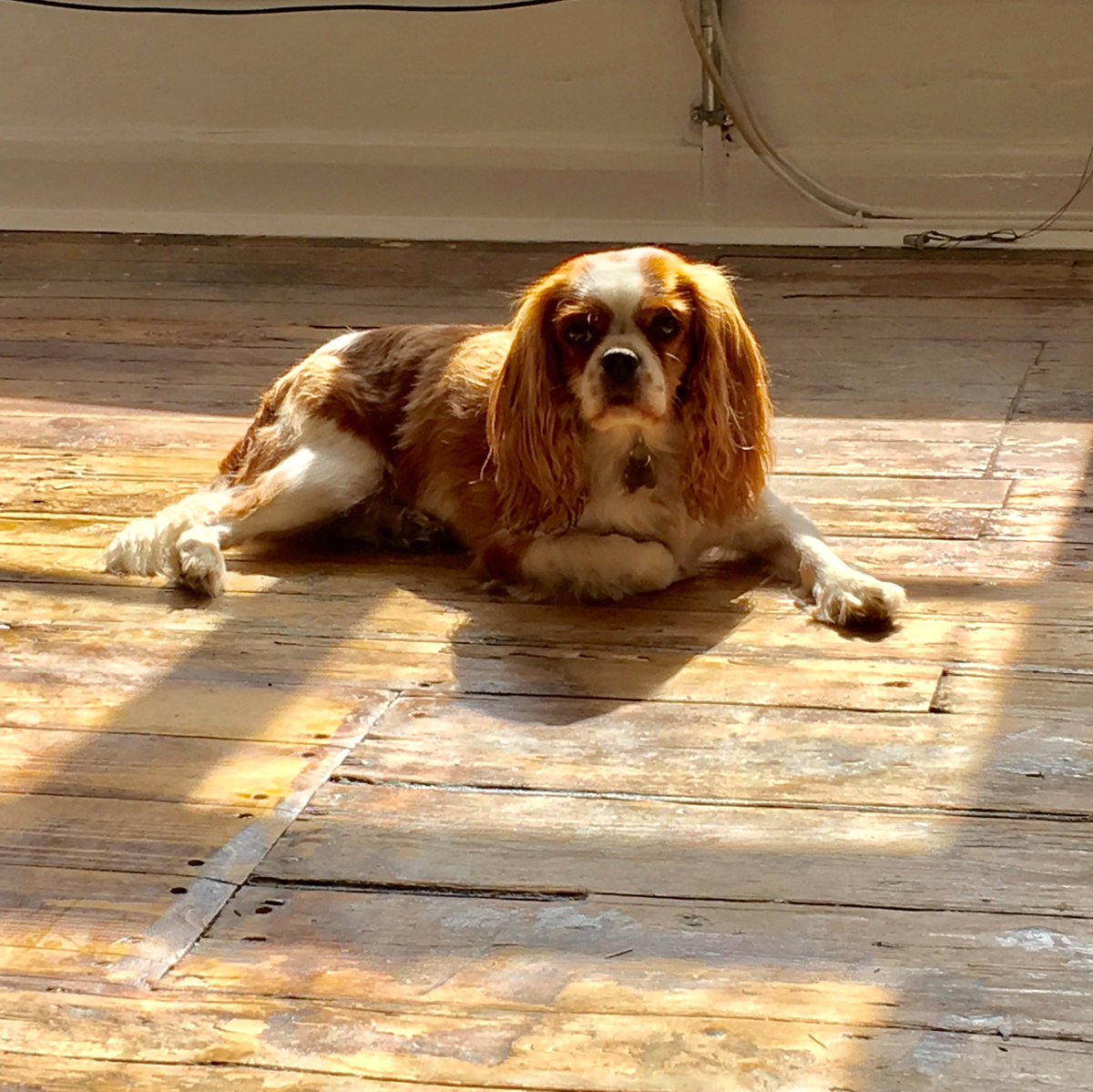 katiemaikong's tweet photo. Little Millie enjoying the sunlight in our beautiful new office π #TeamHubbub https://t.co/EmxJOXE298