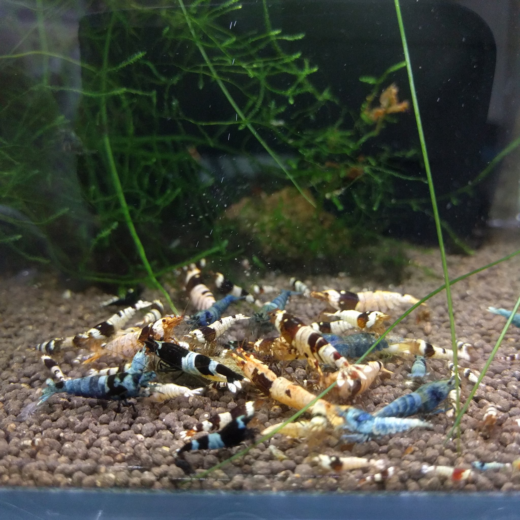 ট ইট র Aqua Plus ごちゃ混ぜエビ水槽 アクアリウム 宮城県 仙台 仙台水槽 仙台水槽メンテナンス インテリア おしゃれ 癒し リラックス セラピー 熱帯魚 水草 水草レイアウト レッドビーシュリンプ ターコイズ シャドー T Co