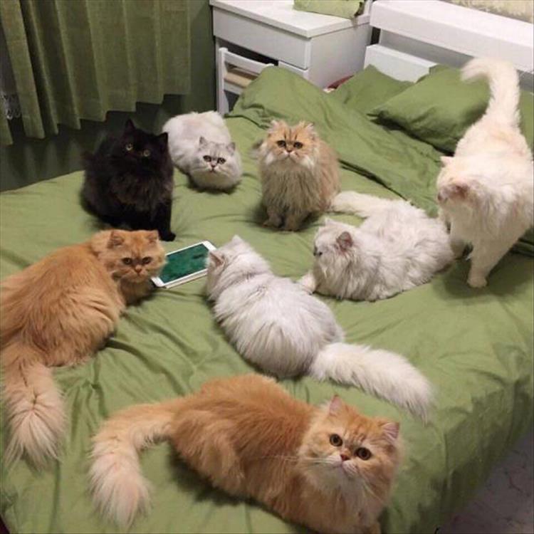 DickKingSmith's tweet photo. The absolute minimum requirement needed to join this secret cat society is that you be a cat of good character, and sadly you don't qualify. https://t.co/5v4howNWBn