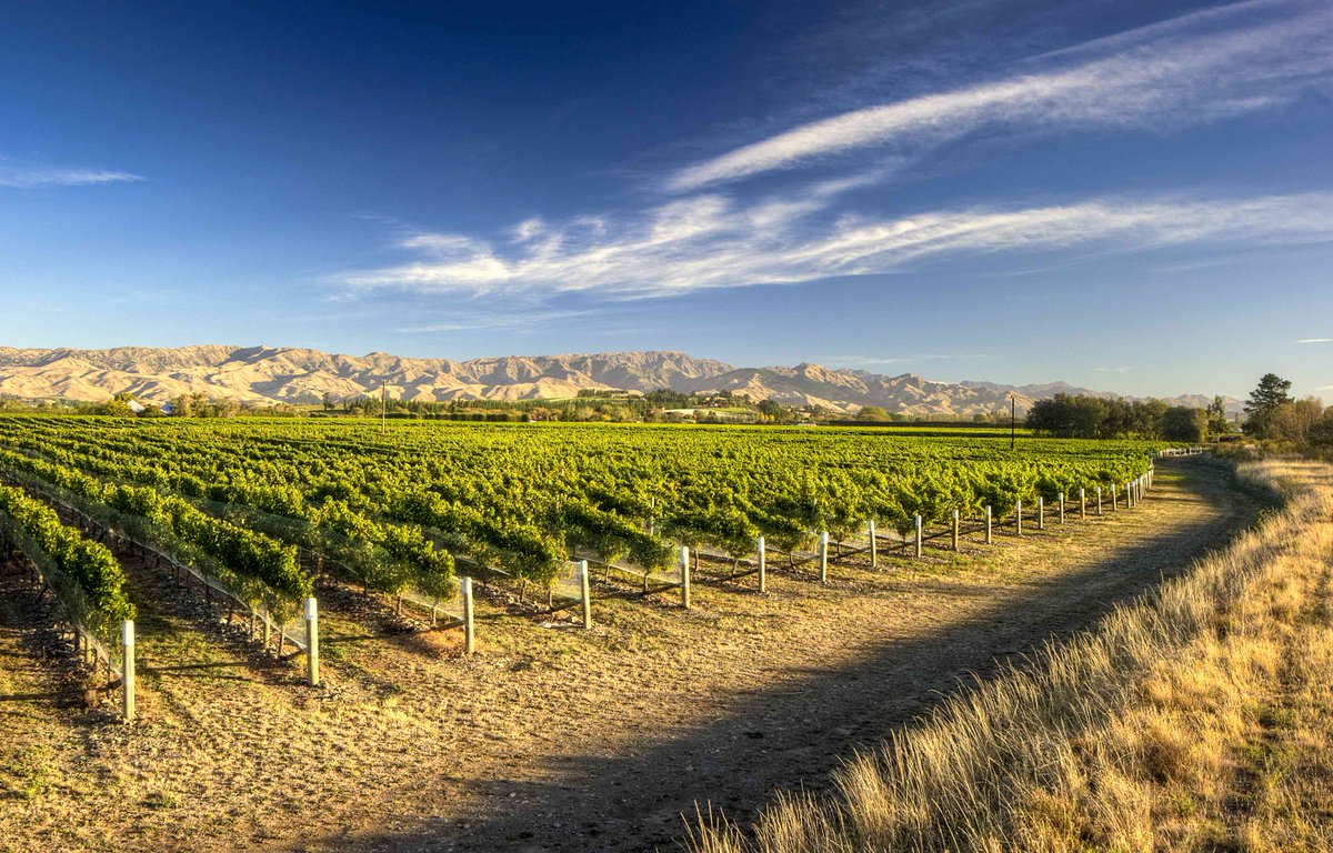 Who else would rather be sipping a glass of wine in #Marlborough during their #Monday #lunchtime?