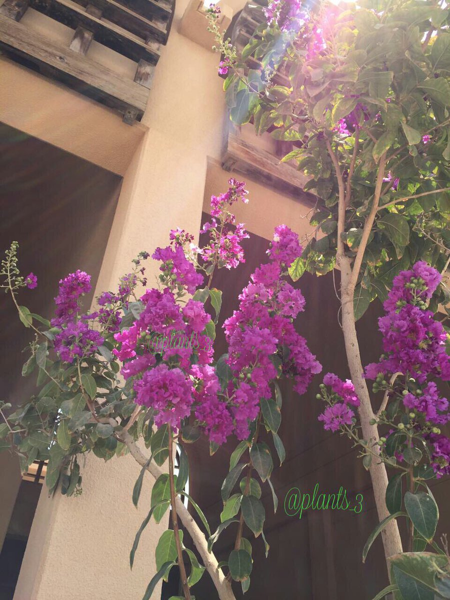 نباتات No Twitter شجرة تمر حنا Lagerstroemia Indica الوحيدة في ذ روة موسم تزهيرها في الرياض 2017 8 25 حملة تشجير الرياض الحملة الوطنيه لتشجير الخليج Https T Co Pdguefeant