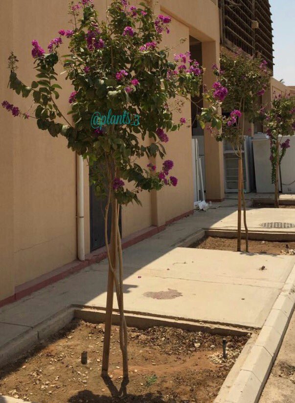 نباتات No Twitter شجرة تمر حنا Lagerstroemia Indica الوحيدة في ذ روة موسم تزهيرها في الرياض 2017 8 25 حملة تشجير الرياض الحملة الوطنيه لتشجير الخليج Https T Co Pdguefeant