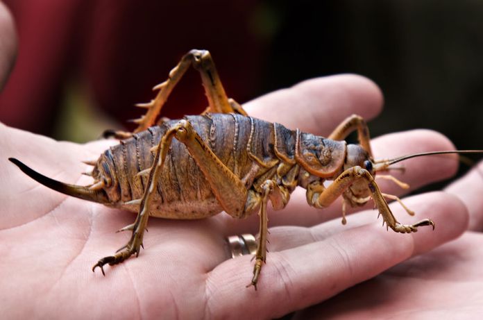 #DidyouKnow #NZ is home to the giant weta, the heaviest #insect in the #world. It is heavier than a sparrow and looks like a giant cockroach