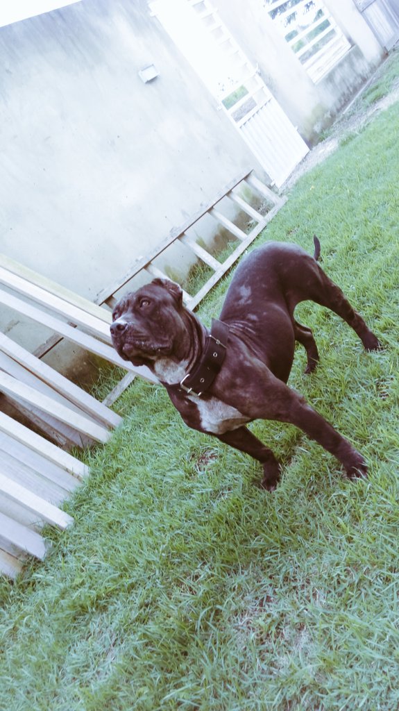 Solimar72611956's tweet photo. Meus bull https://t.co/9G0MWacIu9
