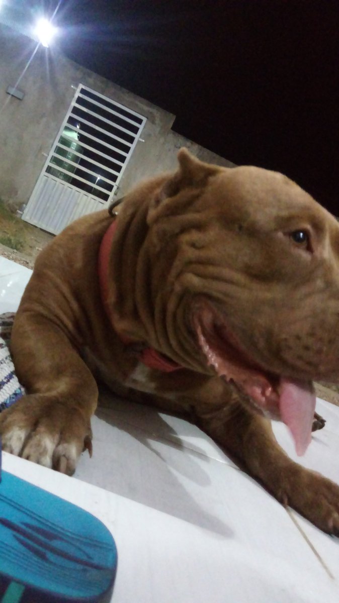 Solimar72611956's tweet photo. Meus bull https://t.co/9G0MWacIu9