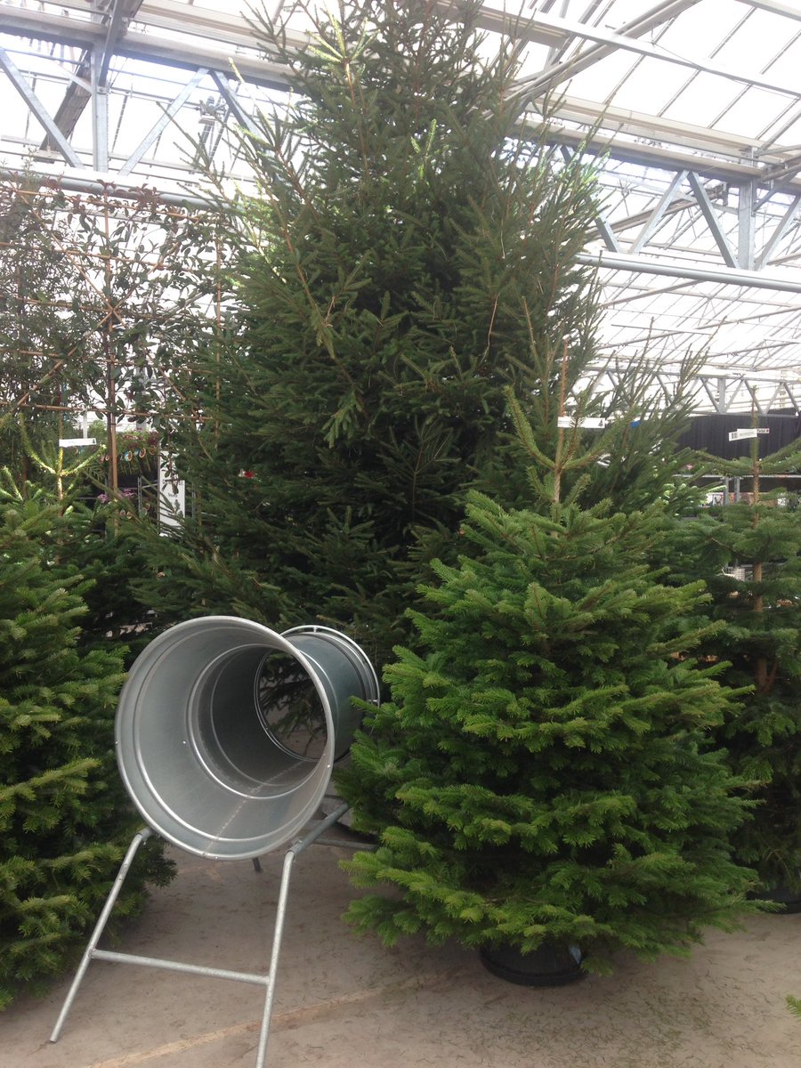 TCDeHuifkar's tweet photo. Vandaag de kerstbomen uitgezocht op de @groendirekt beurs, ze zien er weer top uit. https://t.co/XjKrje13xX
