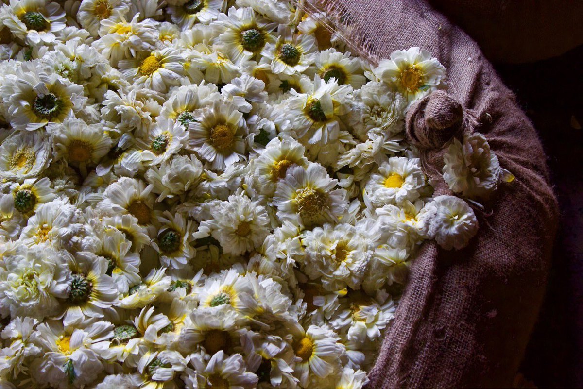 Lodestars Anthology tweet media