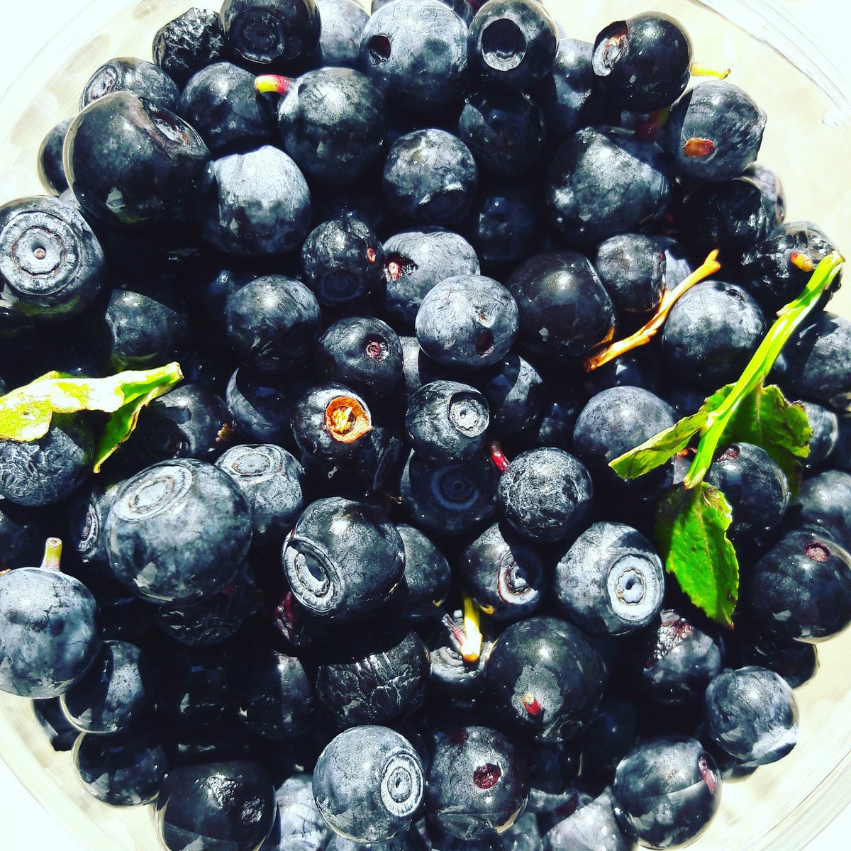 lacasadicura's tweet photo. ... TSO con i frutti del bosco, i mirtilli abbinati al luppolo Sorachi Ace .. #casadicura #tso #singlefruit #mirtilli #craftbeer #blueberry https://t.co/XbdskuDplD