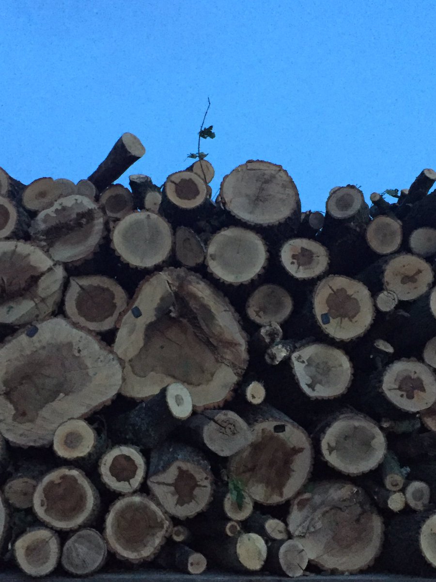 expertcarbon's tweet photo. Stop cutting trees! Forests are our life! #EnvironmentProtection #CarbonExpert https://t.co/5SVQ6rqhFW