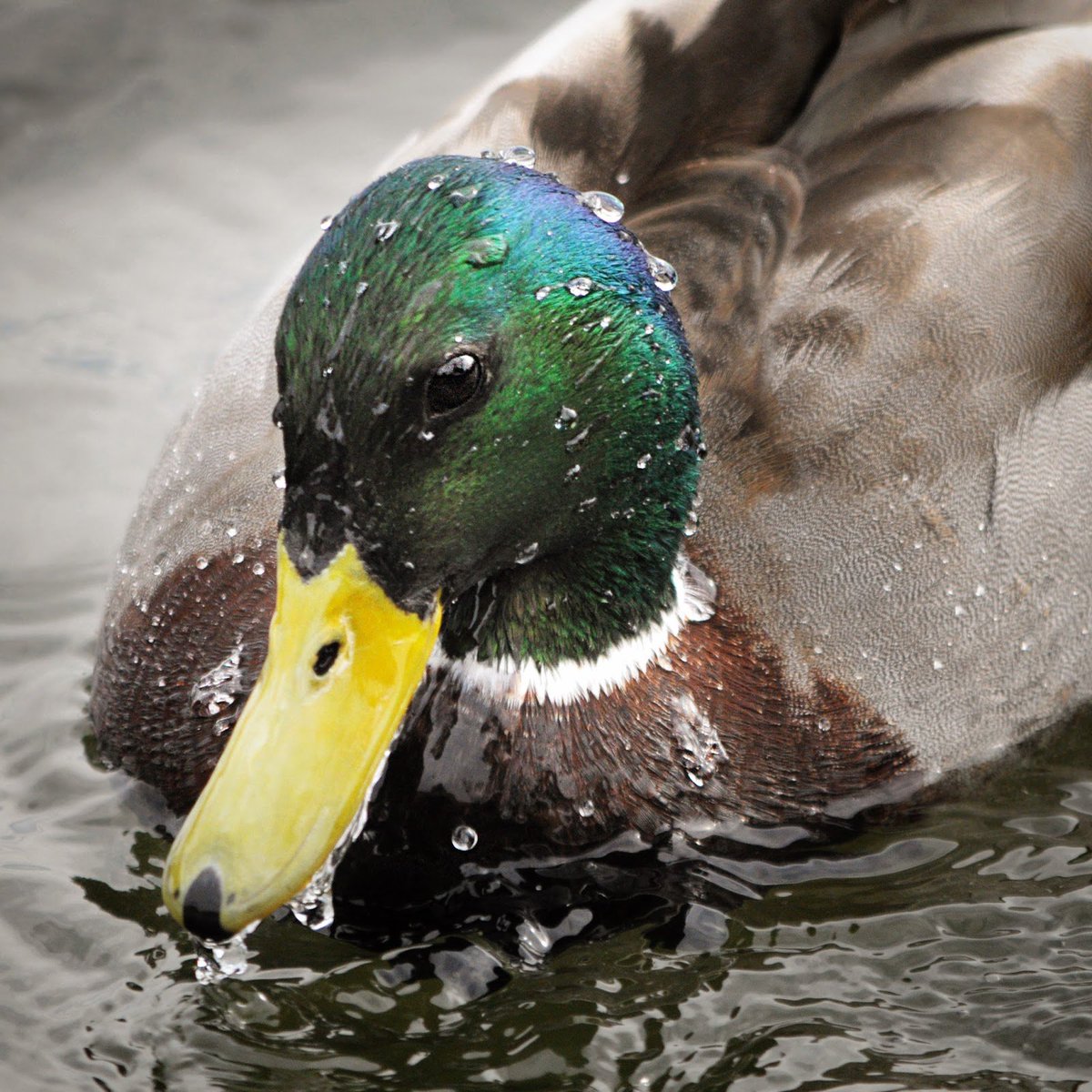 The Mallard tweet media