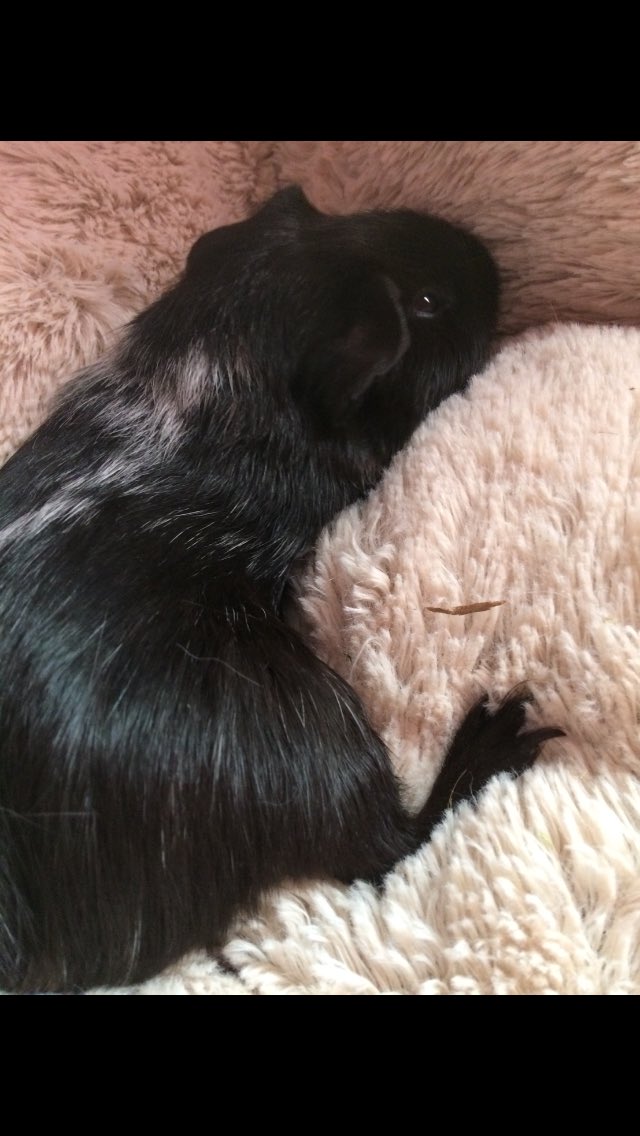 thepigposse's tweet photo. JACOB: MiniMom says I'm growing nicely; but I still feel like a li'l piglet in a big world π #guineapig #pigposse π€ #fluffybed https://t.co/HBIvh7BrsJ