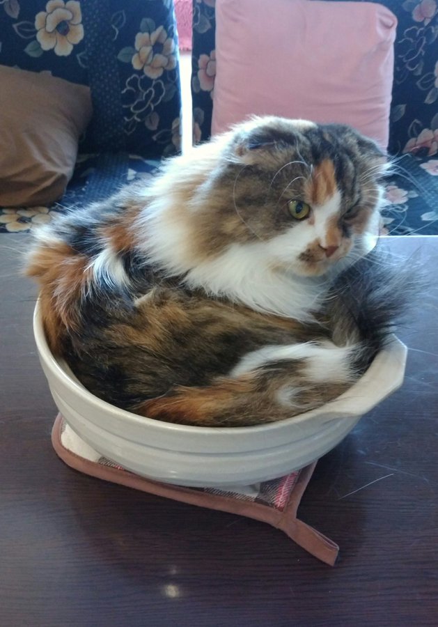 大宮の猫カフェでおすすめは 口コミ情報や利用料金も調査 Travelnote トラベルノート