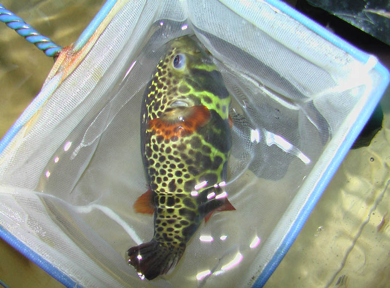 京都淡水フグ繁殖研究所 Twitterren 私の一番好きな汽水フグ Dichotomyctere Fluviatilis 濃いオレンジの鰭と黒と蛍光イエローの模様がいい 一番いいのは性格