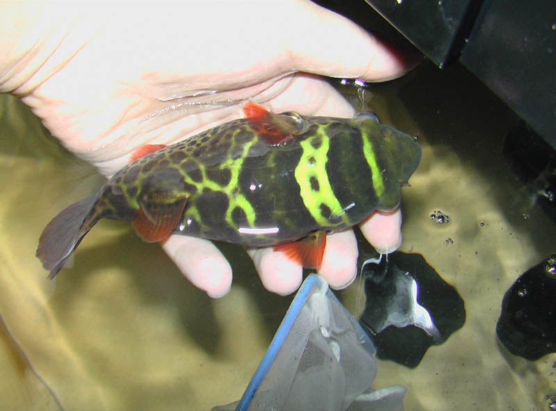 京都淡水フグ繁殖研究所 Twitterren 私の一番好きな汽水フグ Dichotomyctere Fluviatilis 濃いオレンジの鰭と黒と蛍光イエローの模様がいい 一番いいのは性格