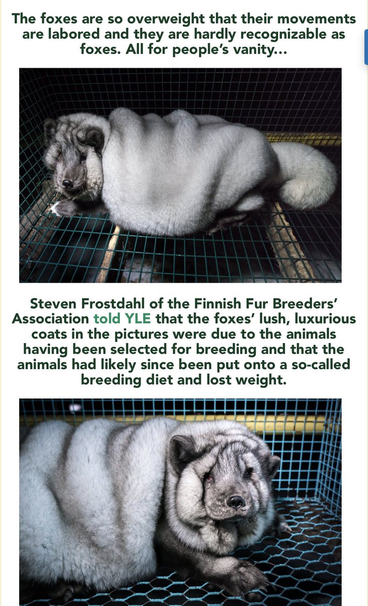 CharlotteFisher's tweet photo. Just when I thought I'd seen it all... please don't support the fur trade, it is diabolical. #fauxforever #furisevil https://t.co/kUiywhApsY
