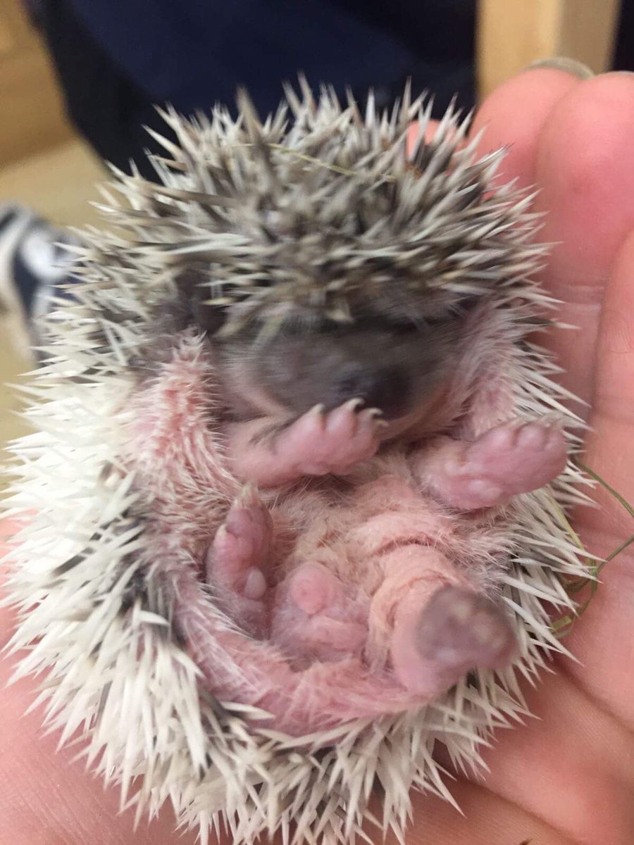 SDCanimals's tweet photo. There's been a baby boom @sdcollege Animal Unit just in time to meet all our new &amp; returning students #hoglets #beardies #leglesslizards 😍 https://t.co/SUVHqvFggr