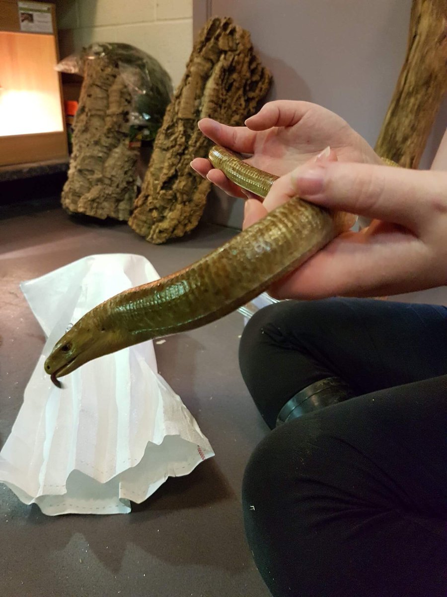 SDCanimals's tweet photo. There's been a baby boom @sdcollege Animal Unit just in time to meet all our new &amp; returning students #hoglets #beardies #leglesslizards 😍 https://t.co/SUVHqvFggr