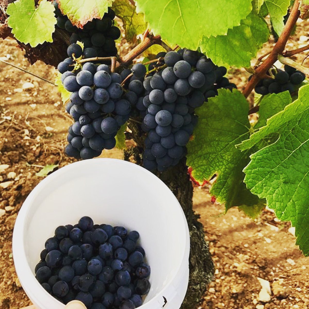 ThePinotFile tweet picture