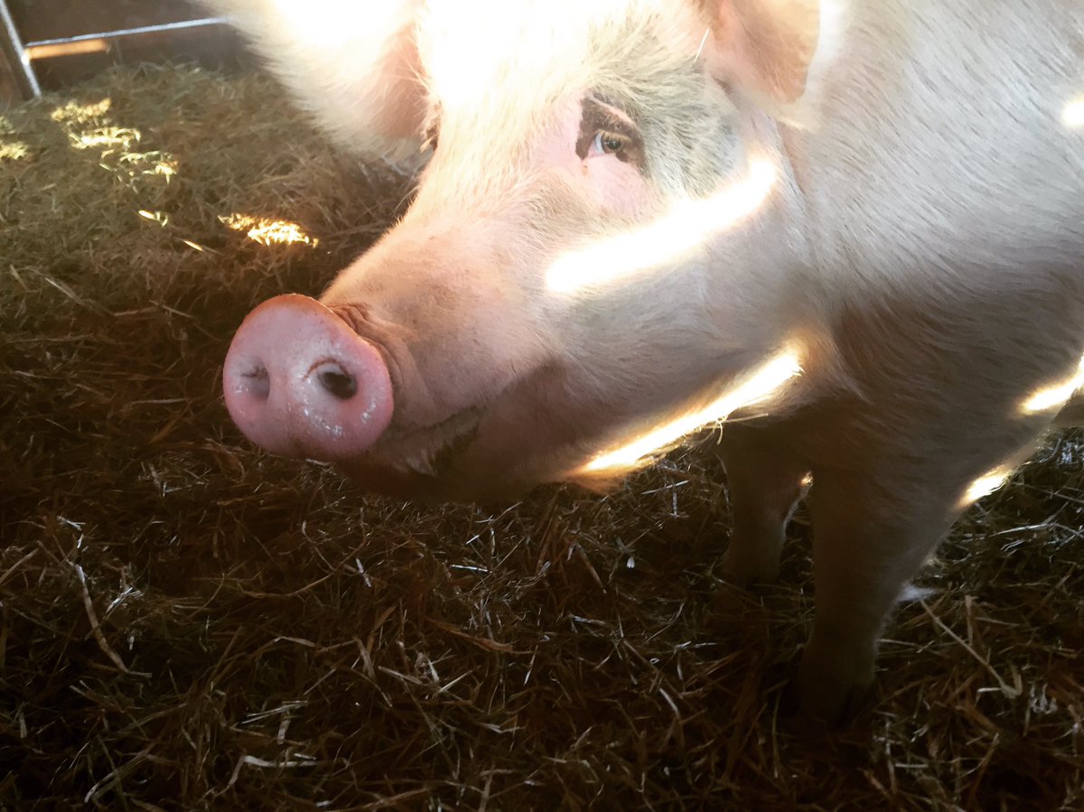farmsanctuarysa's tweet photo. Is it the weekend already!?! Time sure flies when you're having fun!🐷 #vegan #sanctuary #choosecompassion #farmsanctuarysa https://t.co/xgJKGfemKW