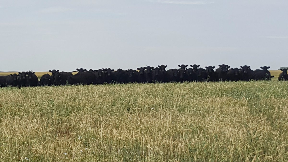 peter_draper's tweet photo. A big THANKS to Michelle Hutchison &amp; Gordon Roger of Elanco for touring the JFM Beef Team through SK this week. Great knowledge obtained! https://t.co/bDSbnaVSyg