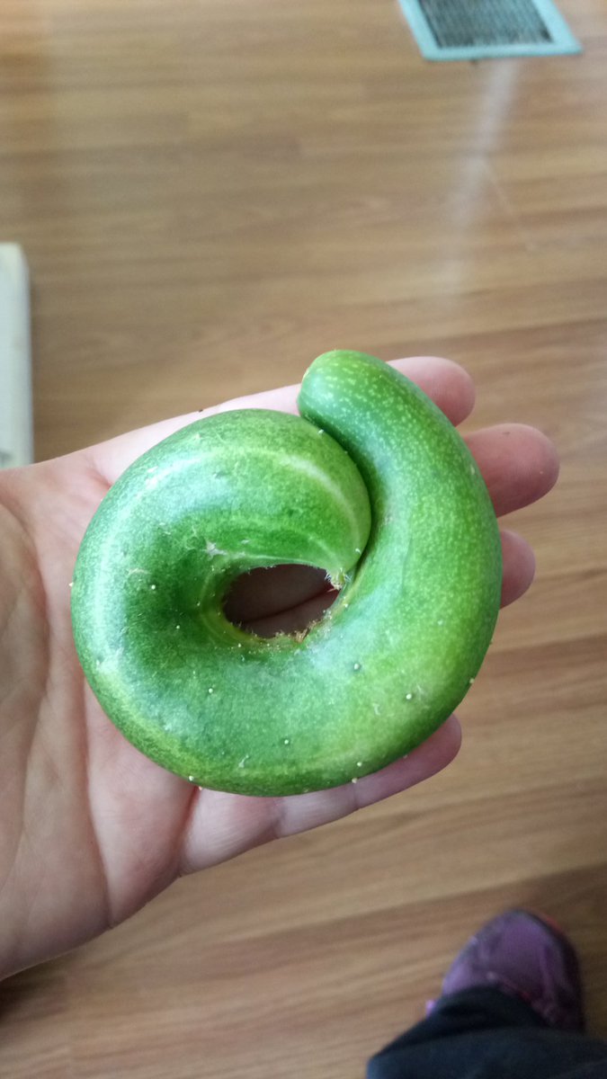 Cute homegrown cucumbers, I don't think this one will fit in the pickle jar with the others.