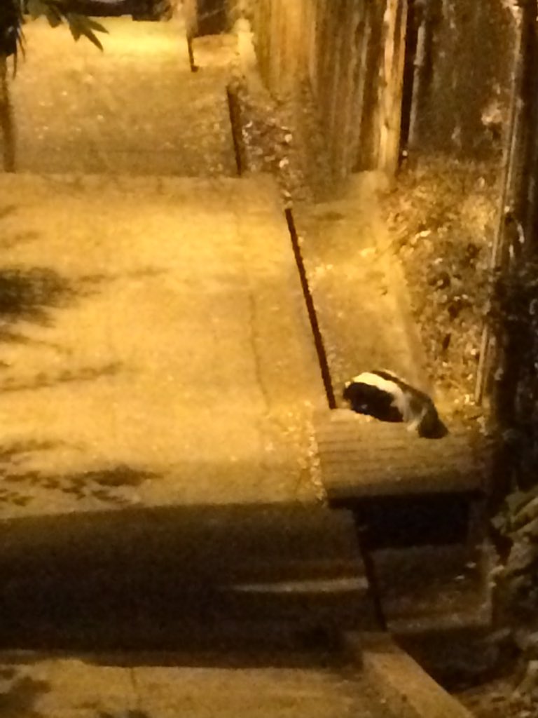 ScottTammel's tweet photo. @TheDumbbells @beckmedina Shoutout to Beck and also running into wild animals. Running the stairs in silverlake late and I almost stepped on this skunk #picproof https://t.co/8ATZKgrr3N