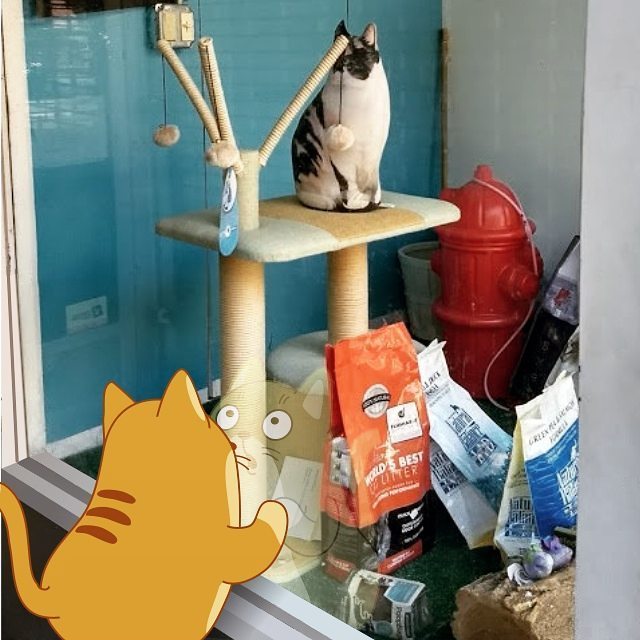 teodor_thecat's tweet photo. Window shopping is my favorite  kind of #shopping... Look, it's like #PotteryBarn for #cats! https://t.co/V8sRma0dAm https://t.co/z0nHUdzxhI