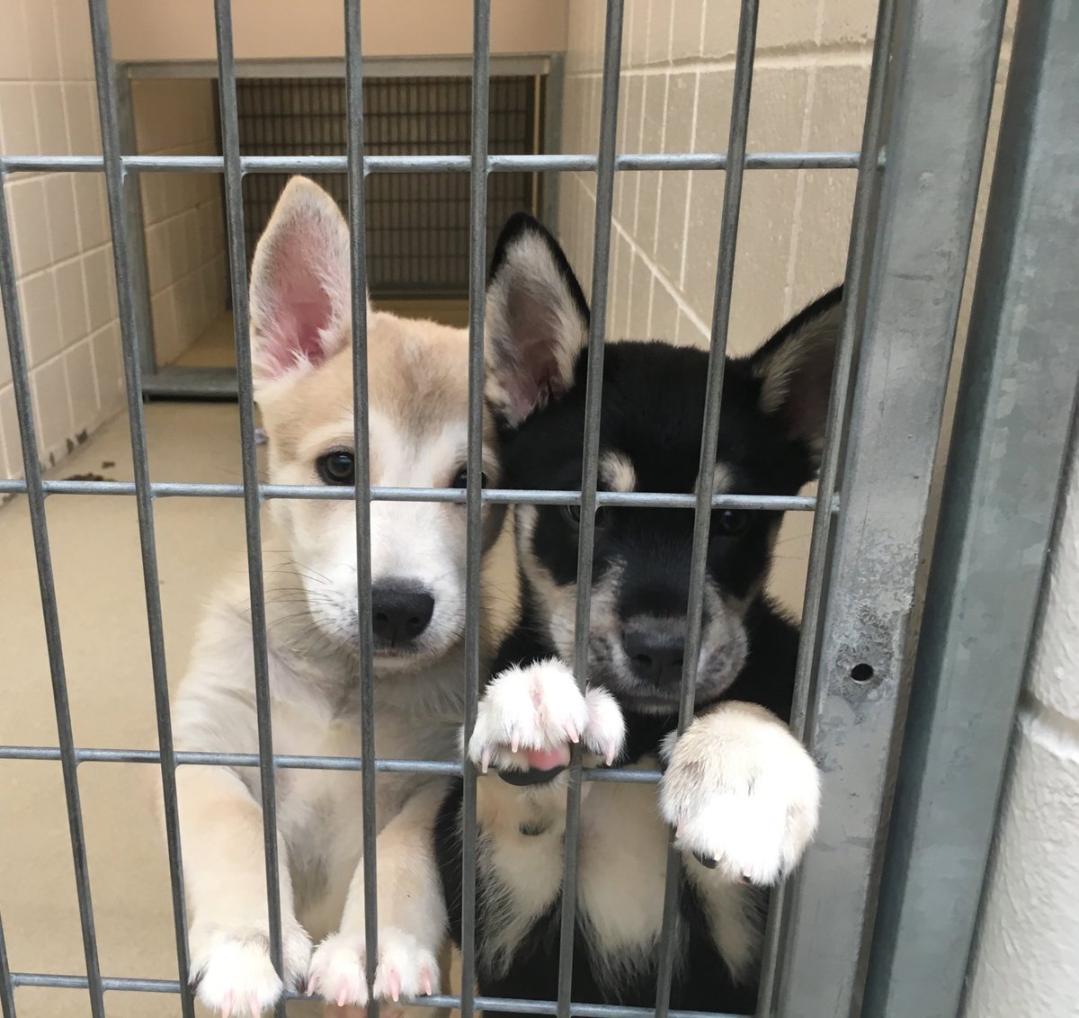 NEHumaneSociety's tweet photo. In a second they go from adorable &amp; serious to goofy and hilarious! #puppytime https://t.co/KsCLL2CKlI