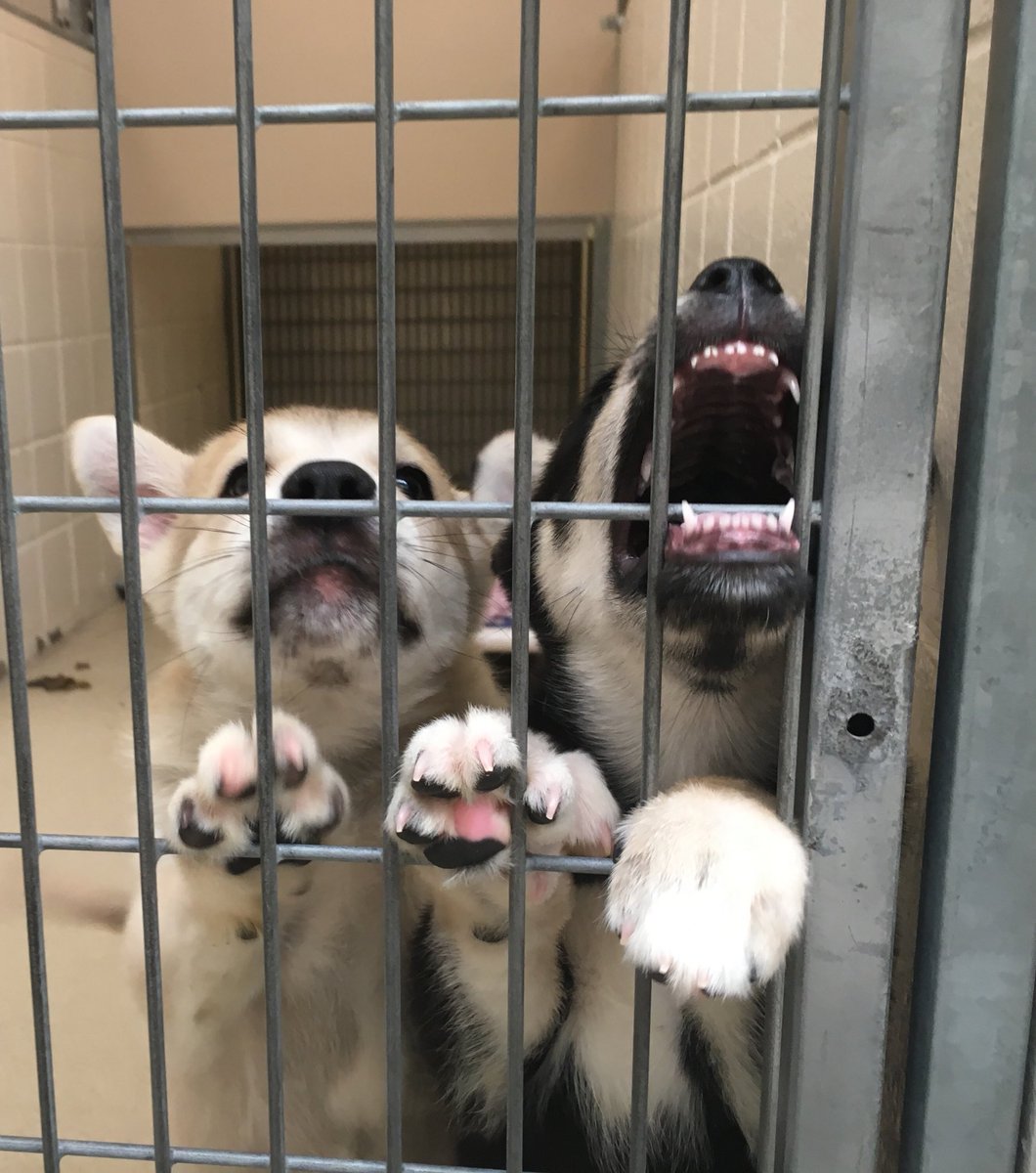 NEHumaneSociety's tweet photo. In a second they go from adorable &amp; serious to goofy and hilarious! #puppytime https://t.co/KsCLL2CKlI