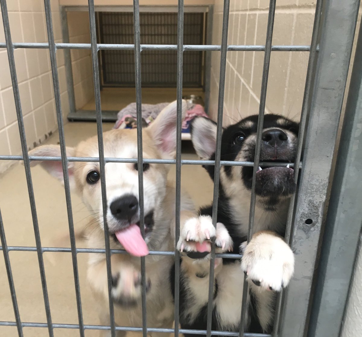 NEHumaneSociety's tweet photo. In a second they go from adorable &amp; serious to goofy and hilarious! #puppytime https://t.co/KsCLL2CKlI
