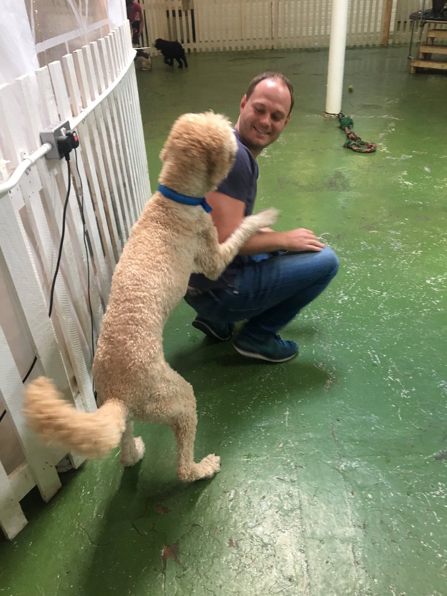 lucyfoster87's tweet photo. Throw back to our visit to the dog cafe for #nationaldogday https://t.co/p62GSXsgt1
