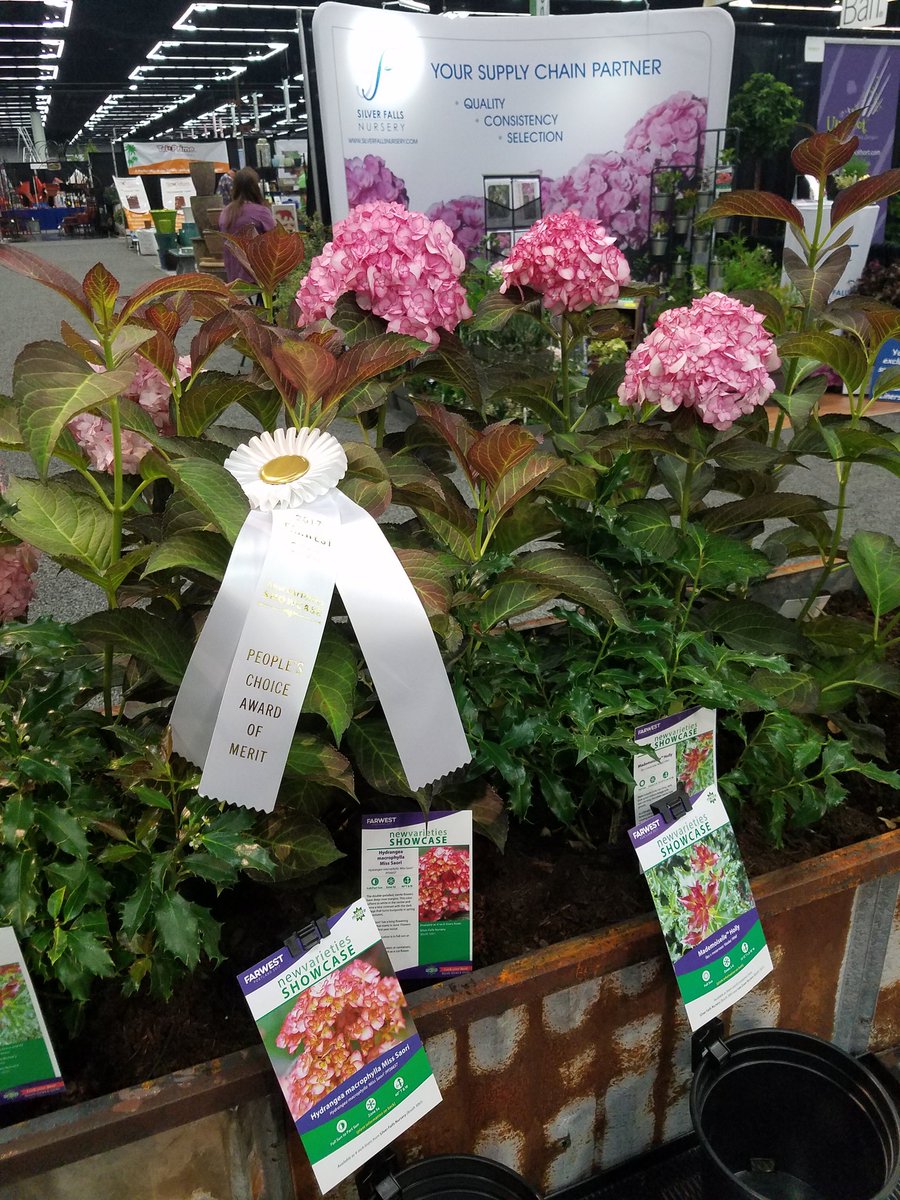 Look <a href="/PlantippPeter/">Plantlover Peter</a> Miss Saori #Hydrangea 2017 <a href="/FarwestShow/">Farwest Show 2023</a> Peoples Choice Award of Merit winner! Avail from <a href="/SFNursery/">Silver Falls Nursery</a> <a href="/NurseryMag/">Nursery Management</a>
