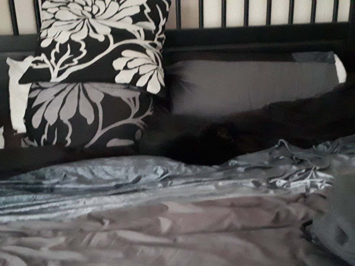 dubsywubsy61's tweet photo. Spot the cat 😂😂😂 #sneakybugger https://t.co/hPRRbz2ywF