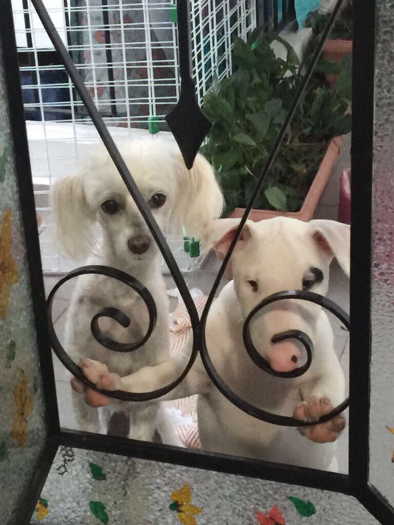 shirlainepaduin's tweet photo. Meus bebês!!!!! https://t.co/He5xQiyHJX